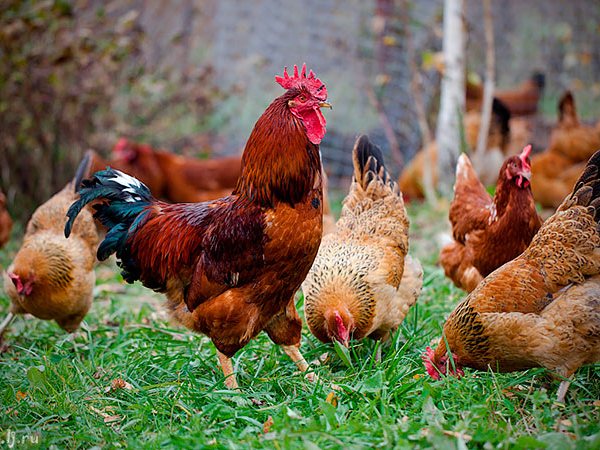 Породы куриц | ЗооТом - продажа, вязка и услуги для животных в Чаплыгине
