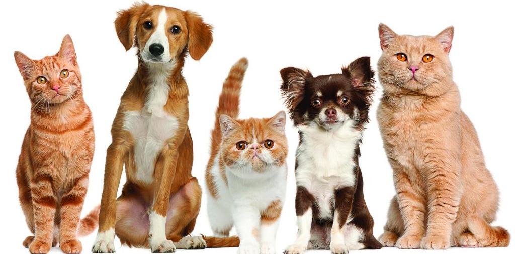Доска объявлений о животных | ЗооТом - продажа, вязка и услуги для животных в Чаплыгине
