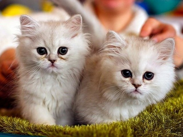 Породы кошек в Чаплыгине | ЗооТом портал о животных