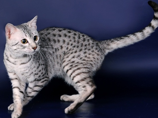 Породы кошек в Чаплыгине | ЗооТом портал о животных