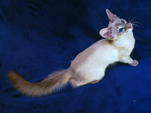 Выведенные породы кошек в Чаплыгине | ЗооТом портал о животных