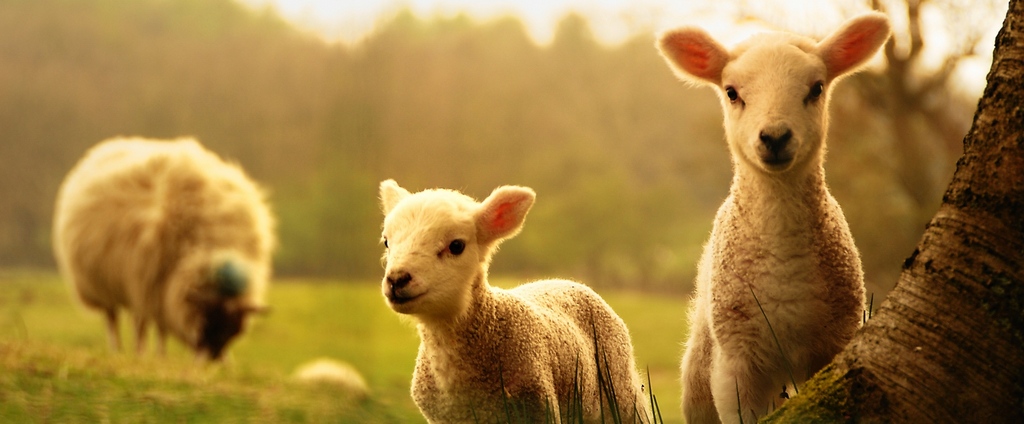 Объявления о сельскохозяйственных животных | ЗооТом - продажа, вязка и услуги для животных в Чаплыгине