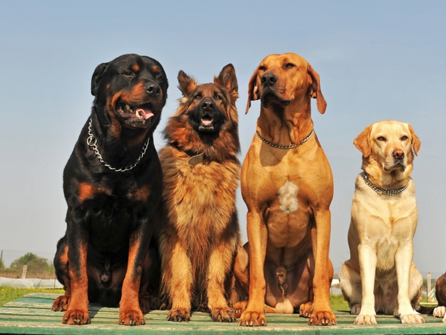 Крупные породы собак в Чаплыгине | ЗооТом портал о животных