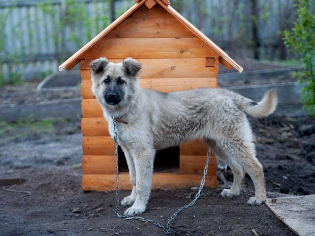Все о собаках в Чаплыгине Все о собаках в Чаплыгине